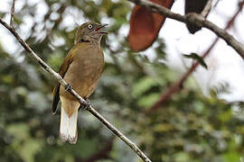 Honeyguide Greenbul