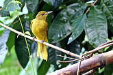 Bulbul à queue d'or