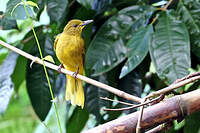 Bulbul à queue d'or