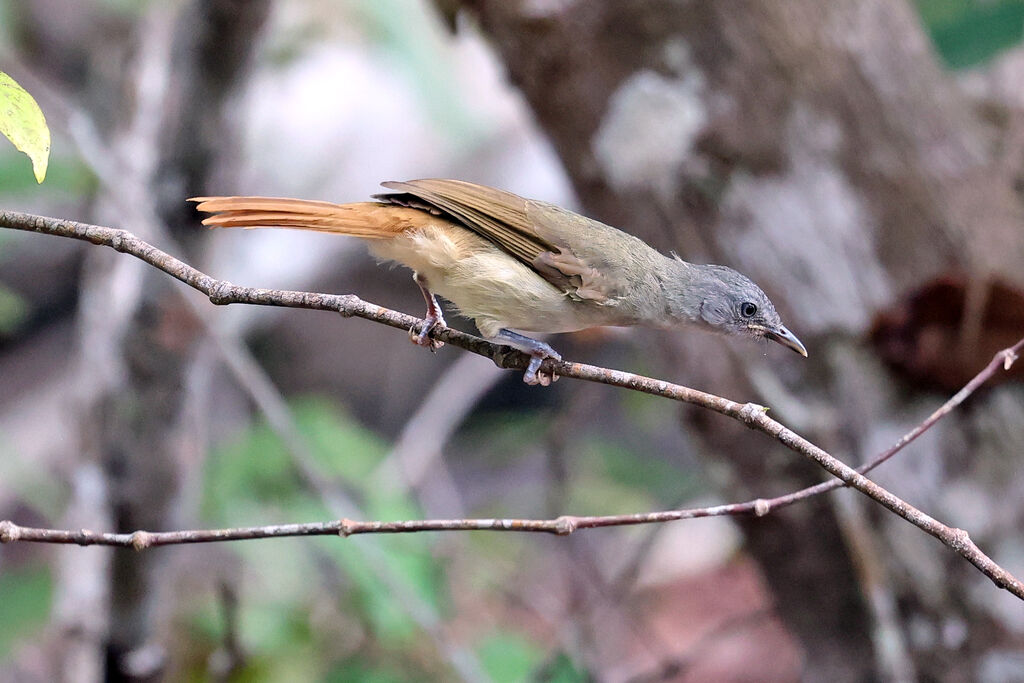 Red-tailed Leaflove