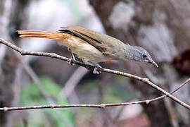 Red-tailed Leaflove