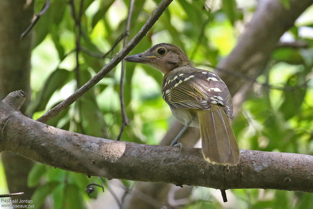 Eastern Nicatorimmature, identification