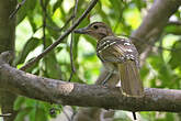 Bulbul à tête brune