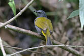 Bulbul à ventre gris