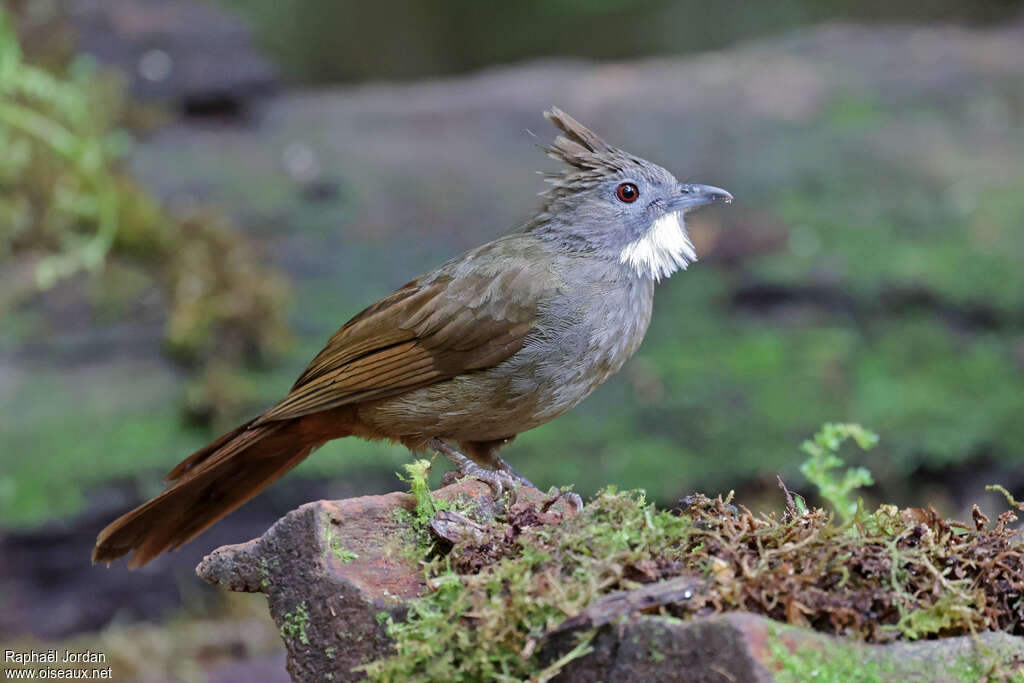 Bulbul à ventre marron