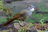 Bulbul à ventre marron