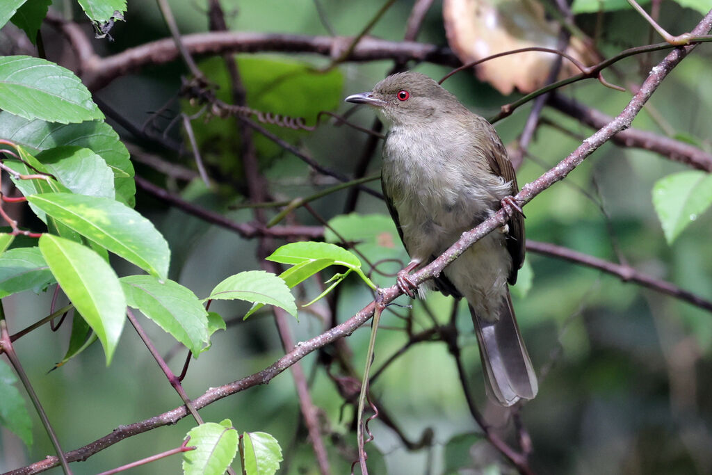 Cream-vented Bulbul