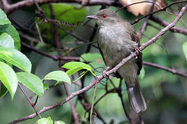 Cream-vented Bulbul