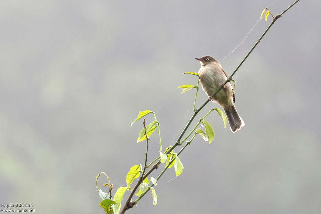 Cream-eyed Bulbul