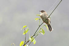 Bulbul aux yeux crème