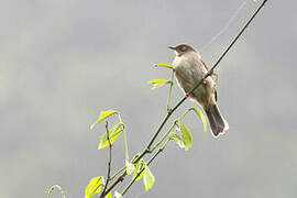 Bulbul aux yeux crème