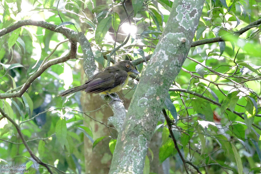 Bulbul aux yeux jaunesadulte