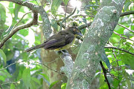 Yellow-eyed Bristlebill