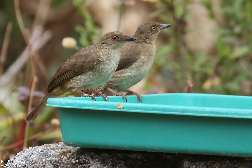 Bulbul aux yeux rougesadulte, pigmentation, Comportement