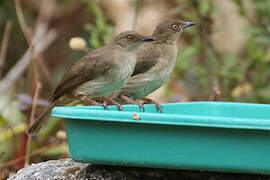 Bulbul aux yeux rouges