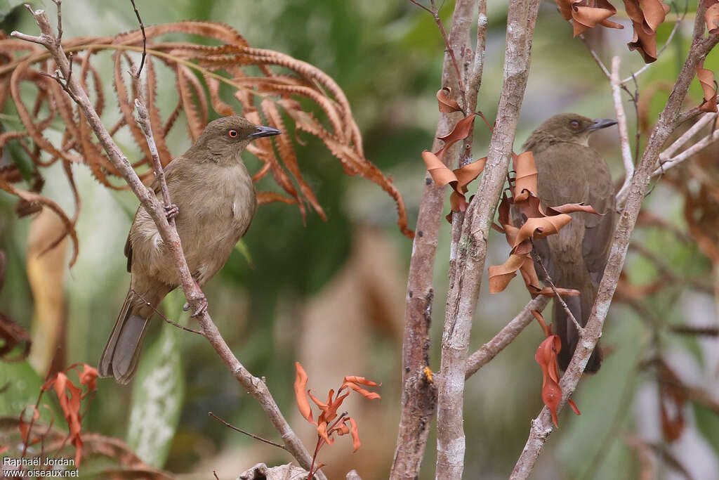 Bulbul aux yeux rougesadulte, habitat, pigmentation