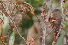 Bulbul aux yeux rouges