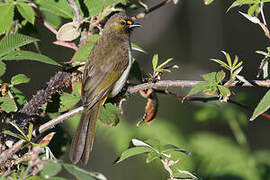 Bulbul bimaculé