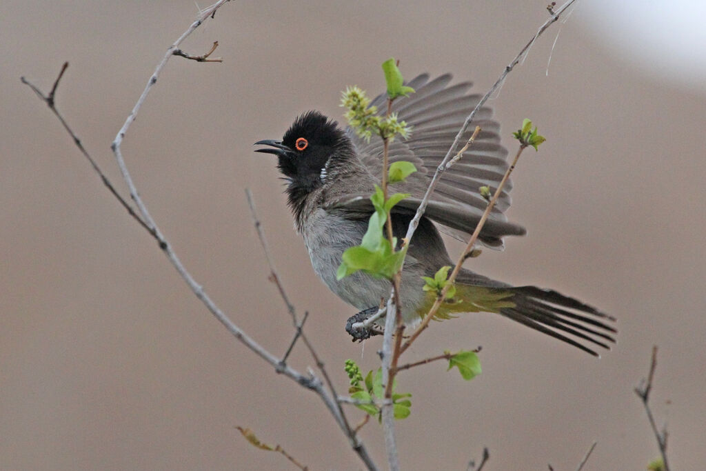 African Red-eyed Bulbuladult