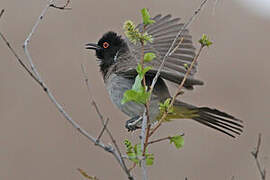 African Red-eyed Bulbul