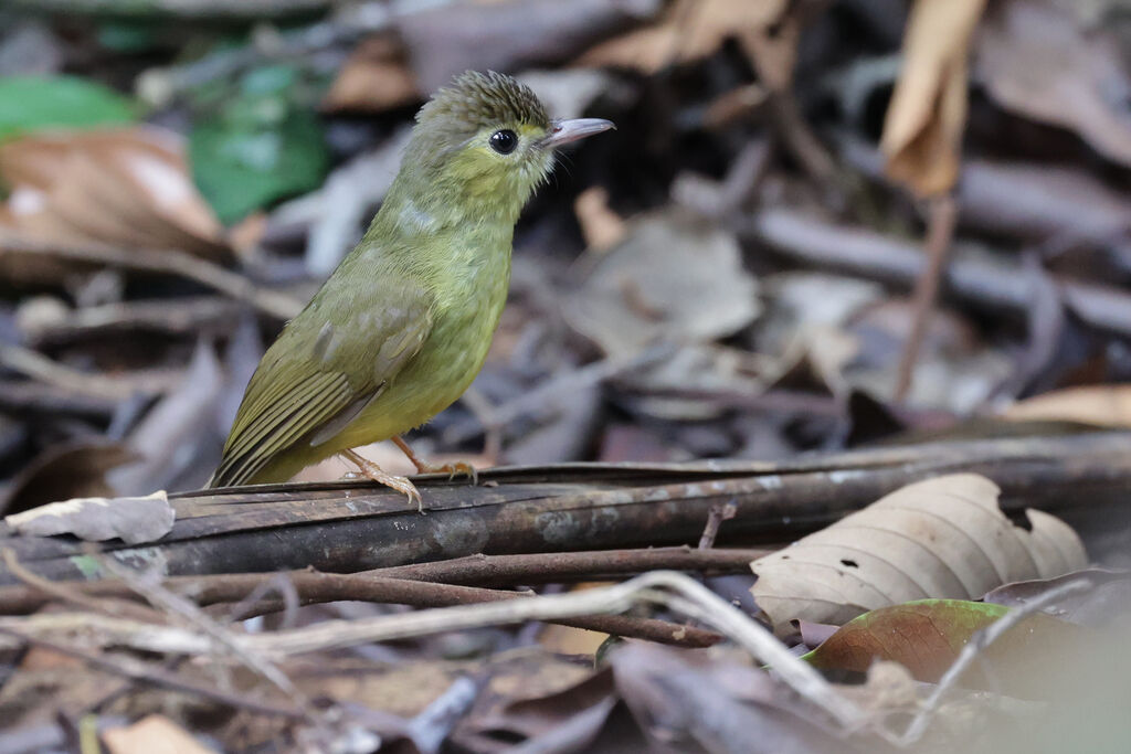 Hairy-backed Bulbul