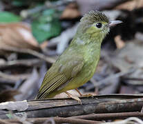 Hairy-backed Bulbul