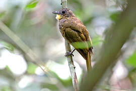 Western Bearded Greenbul