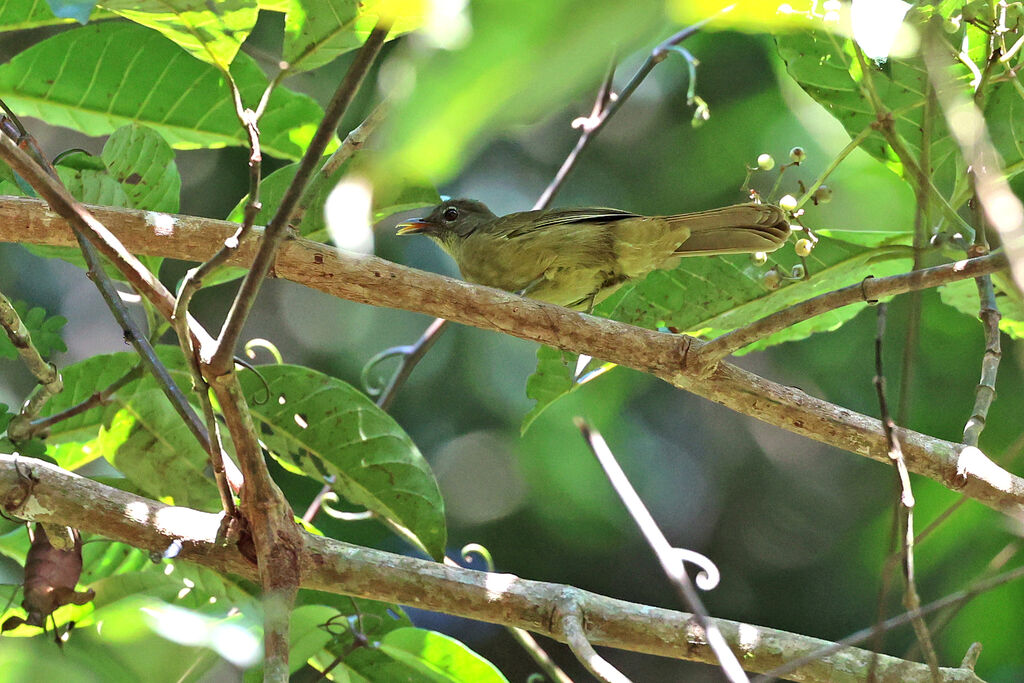 Bulbul curvirostre