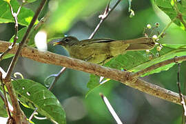 Bulbul curvirostre