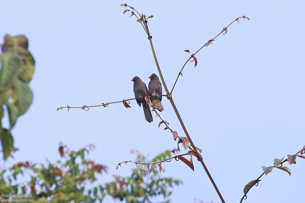 Bulbul d'Acehadulte, identification