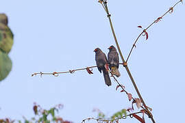 Aceh Bulbul