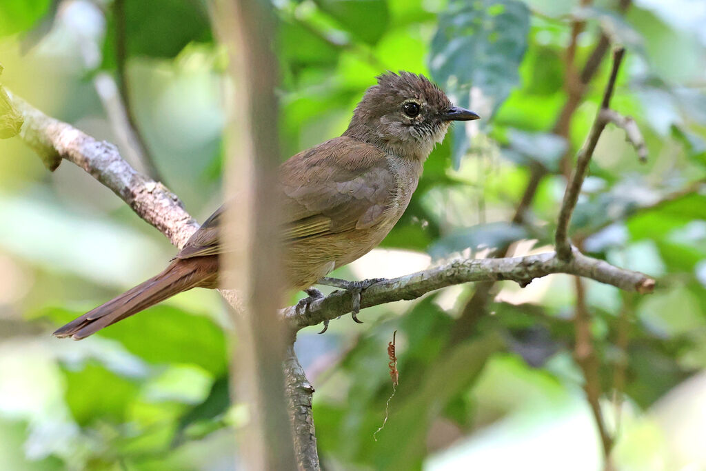 Bulbul d'Ansorgeadulte