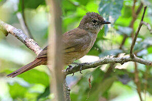 Bulbul d'Ansorge