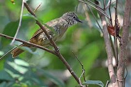 Bulbul d'Ansorge