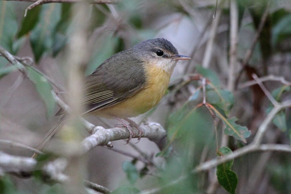 Bulbul d'Appertadulte