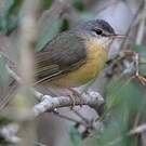 Bulbul d'Appert