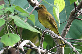 Bulbul d'Everett