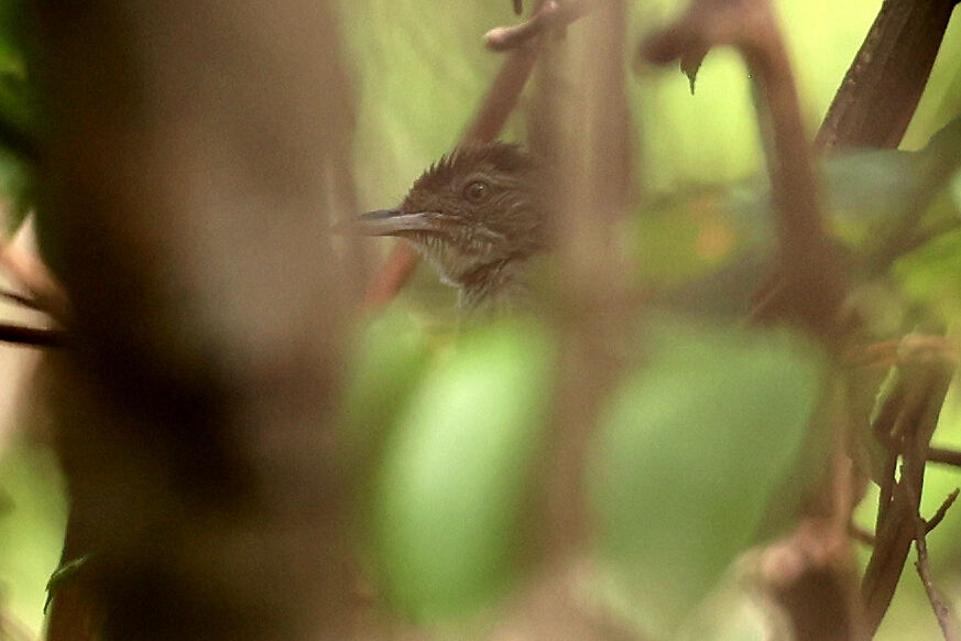 Bulbul de Baumannadulte