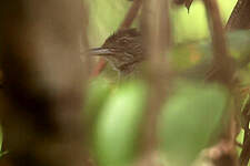 Bulbul de Baumann