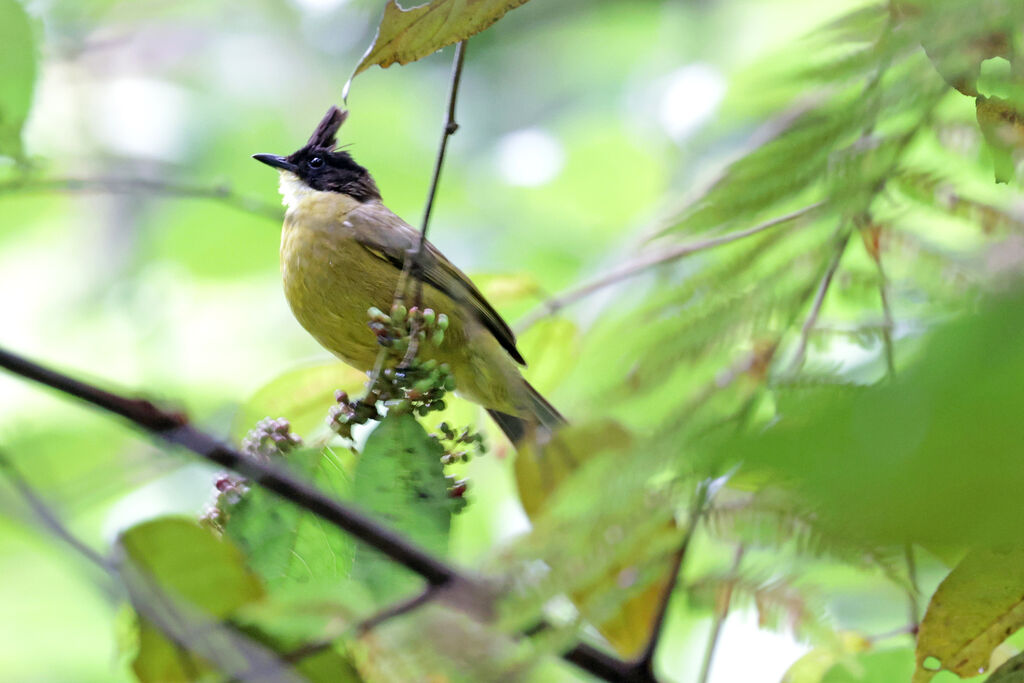 Bulbul de Bornéo