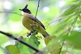 Bornean Bulbul