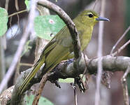 Bulbul de Buru