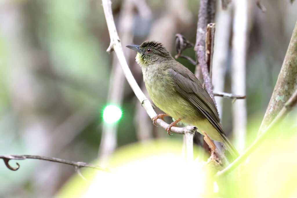 Bulbul de Finsch