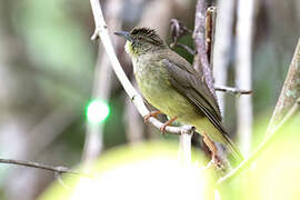 Finsch's Bulbul