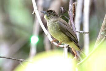 Bulbul de Finsch