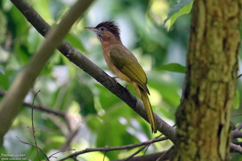 Bulbul de McClellandadulte, identification