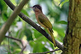 Bulbul de McClelland