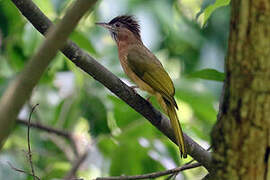 Mountain Bulbul