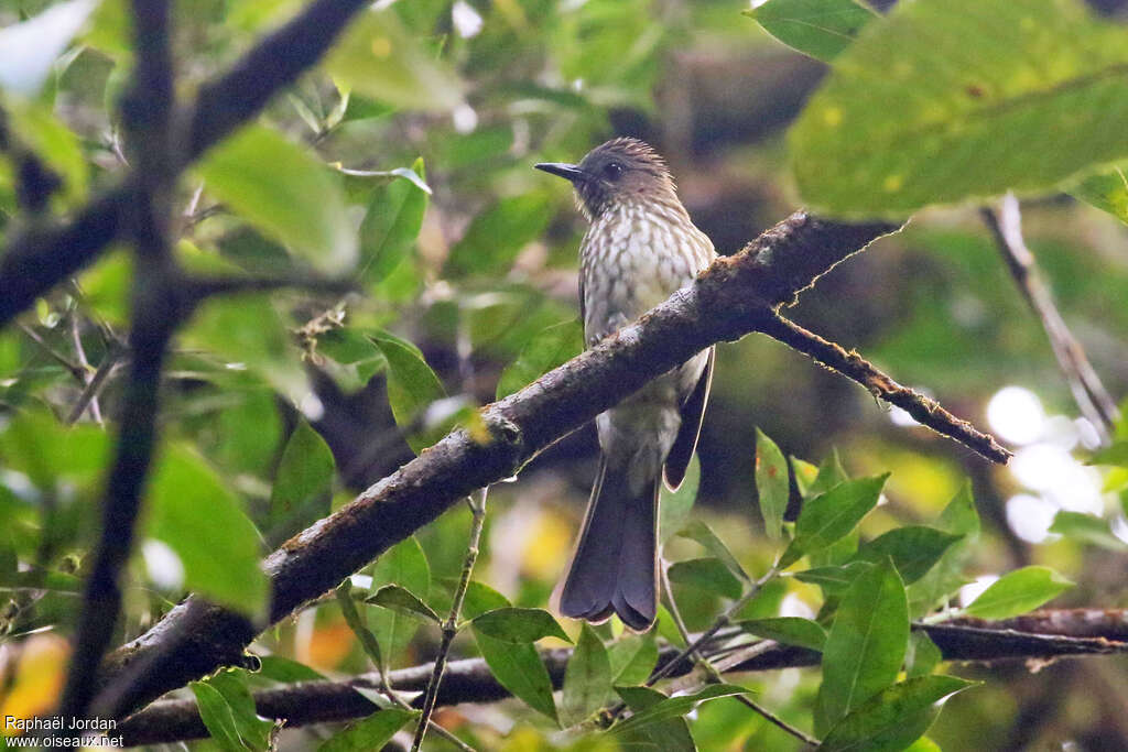 Bulbul de Sumatraadulte