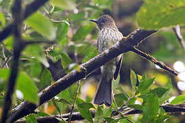 Sumatran Bulbul